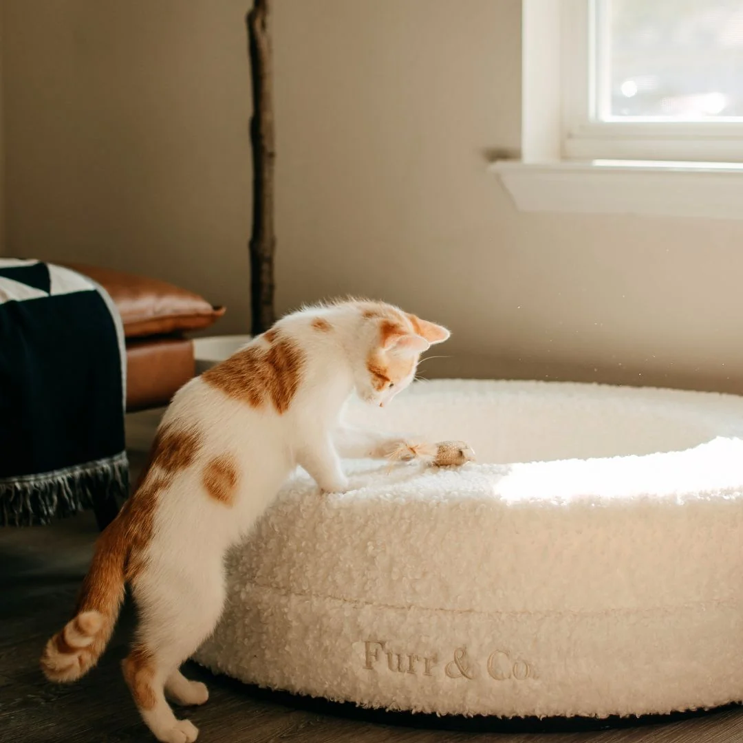 Cat playing on a round bouclé orthopedic pet bed with raised edge